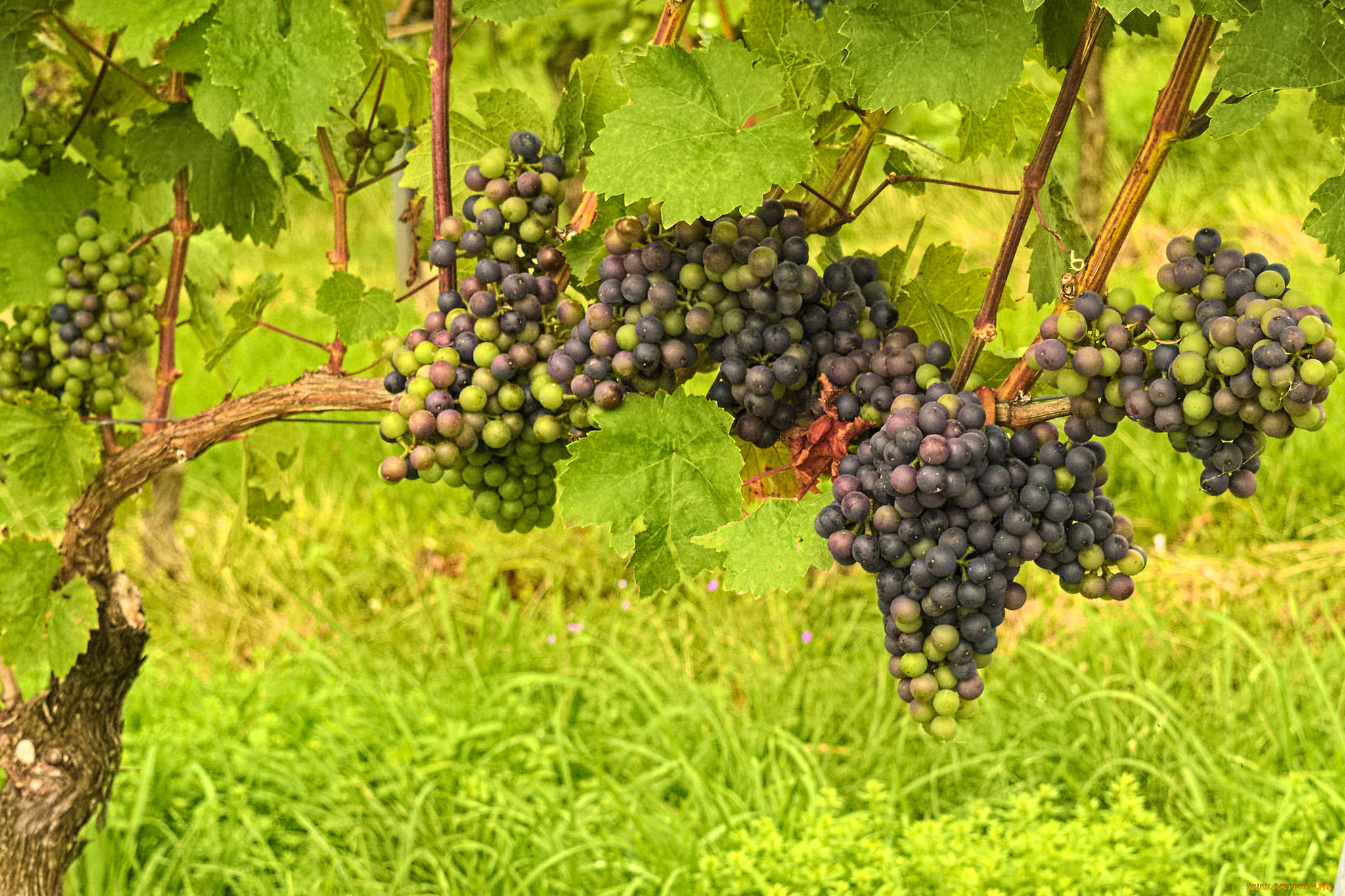 , ,  , the, vineyard, leaves, grapes, , , , 